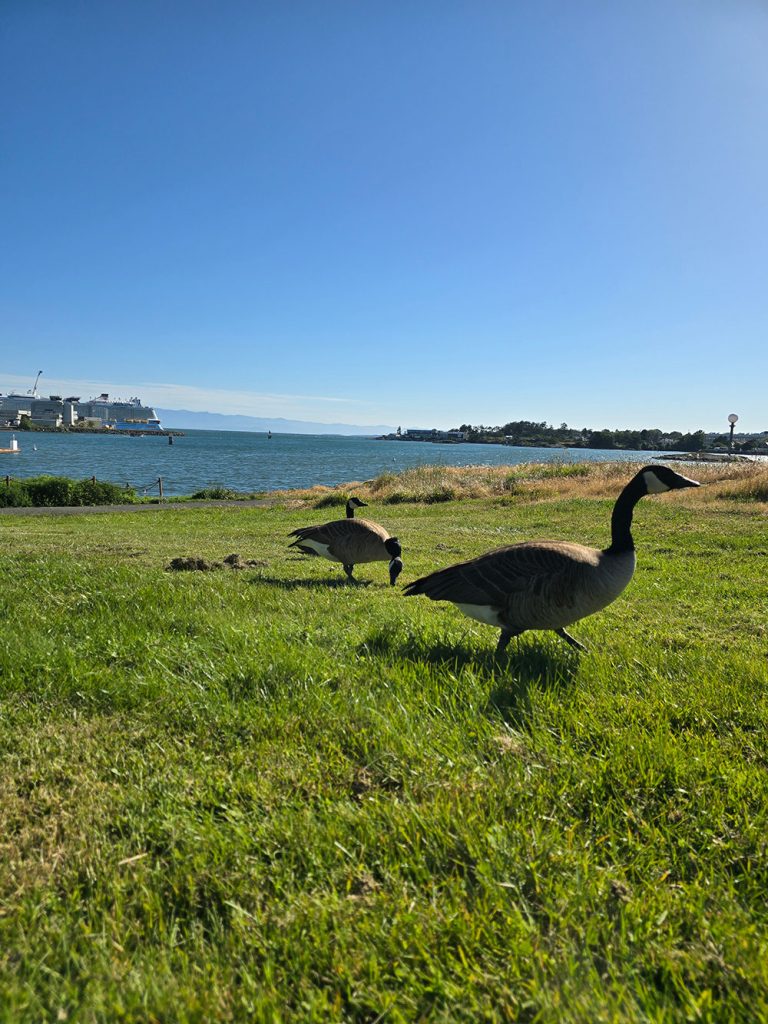 Inner Harbour Heslaa victoria tours