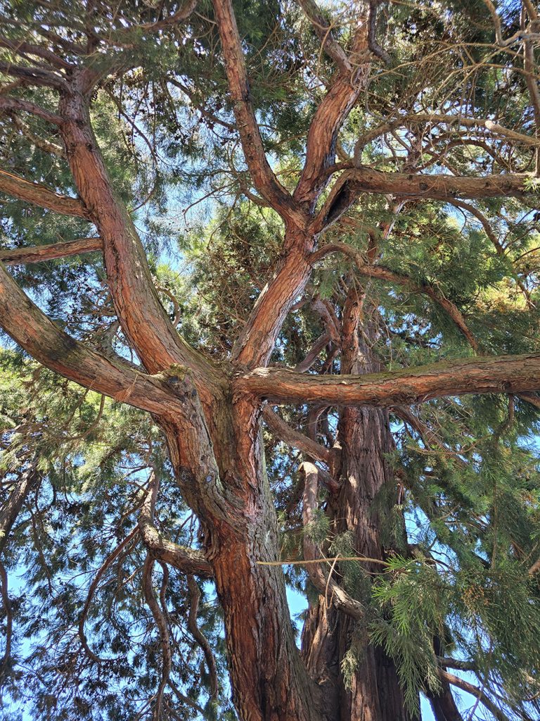 Parliament of BC Heslaa victoria tours